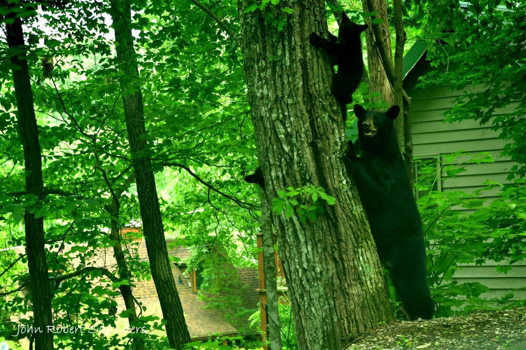 Villa Wild Thing #1525 Gatlinburg Esterno foto